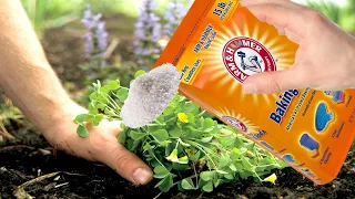 7 Ways To Kill Weeds Naturally