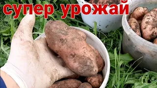 Картофель серии Сарпо впечатляет своей урожайностью.