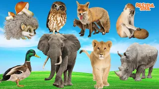 Bustling animal world sounds around us: Hedgehog, Owl, Fox, Monkey, Duck, Elephant, Lion, Rhino.