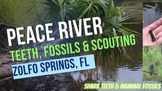 Peace River Fossils & Shark Teeth!! Pioneer Park, Zolfo Springs, Florida #Fossilhunting #fossils