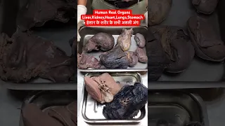 Human Real Organs (Liver, Kidney, Heart, Lungs, Stomach) | इंसान के शरीर के असली अंग #viral #shorts