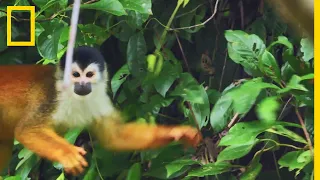 Le saimiri à dos roux, rarissime petit singe