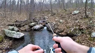 Native BROOK TROUT Fishing in TINY Mountain Stream