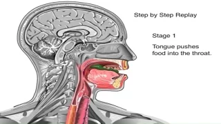 How Swallowing Works Animation Video - Stages of Swallowing Process - Swalllow Anatomy & Physiology