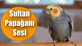 SULTAN PAPAĞANIMIN SESİNİ KAYDETTİM Sultan Papağanı Ötüşü Nasıl Olur ? Dinlet Ötsün