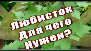 265_Любисток. Для чего нужен?