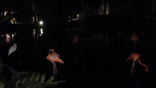 Райcкое место Доминикана Розовые Фламинго FLAMINGO