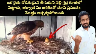 A Farmer Kept A Chicken Egg in Eagle Nest, What Happened Next Schocked Everyone