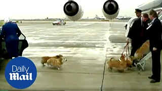 All the Queen's corgis: Archive footage shows Queen Elizabeth coaxing her corgis inside aircraft