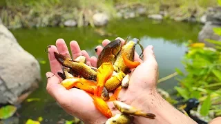 Rescuing Hundreds of Fish From Dried Up Pond!! (Rescue Mission) | Jiggin' With Jordan