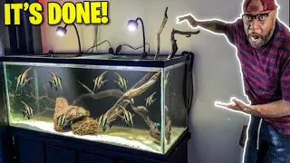 I SET UP THE ULTIMATE ANGELFISH AQUARIUM!