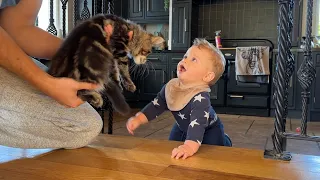 Adorable Baby Boy Meets New Kitten! (Cutest Ever!!)