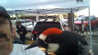 Acorn Woodpecker Pet