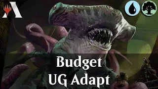 MTG Arena RNA | Simic Adapt Budget DeckTech & Gameplay [Chalkboard]