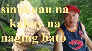 My Ari Ng sinukuan kahoy na naging bato