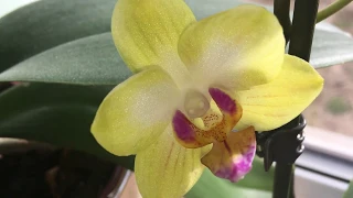 Раскрылся первый цветочек у орхидеи Сладкая девочка . Орхидея Sweet Girl