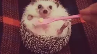 How to make an angry hedgehog instantly happy  Also works on people