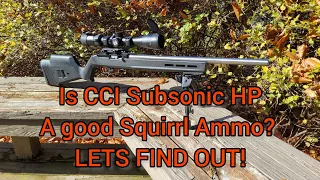Is CCI Subsonic HP .22LR a good Squirrl ammunition? Let's find out!