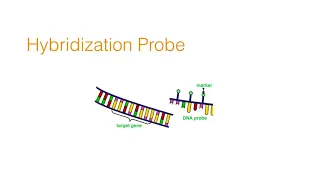 Biology of Genomes_Part 1: From Genes to Genomes