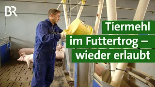 20 Jahre nach BSE: EU lockert Verbot - Tierisches Eiweiß darf wieder ins Futter