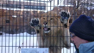 【旭山動物園】ライオンの餌やり