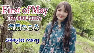 First of May - The Bee Gees(Lyrics)Melody 1971 Cover by Shaylee Mary