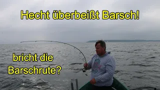 Müritz! Hecht attackiert Barsch beim drillen! Krasser Drill! Bricht die leichte Barschrute?