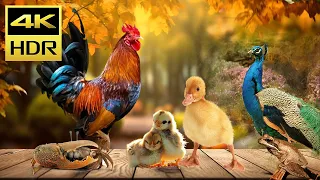 Cat TV for Cats To Watch – Cat Video HDR - 3 Hours to Watch Cute Birds 4K, Chickens, Ducks and Crabs