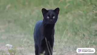 Gato Montés (Leopardus geoffroyi)