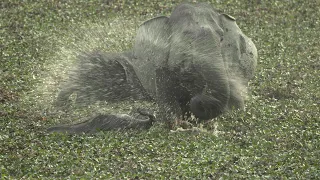 The cutest little baby elephant you can imagine with mom slinging lunch around!!