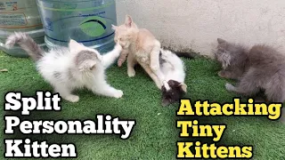 Rescue Ginger Kitten's Split Personality Getting Serious He Attacks Suddenly While Playing