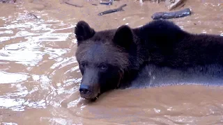 BROWN BEAR - Brown Water - BEAR WOOD.  Eurasian Brown Bear (Ursus arctos arctos)