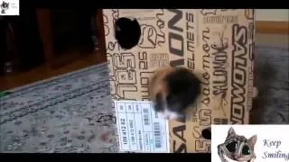 CATS Epic Funny Compilation September 2013) НОВЫЕ ПРИКОЛЫ 2013! VR306