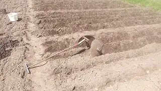 Найлегший і найпростіший спосіб посадки картоплі - гарний врожай - вирощування картоплі