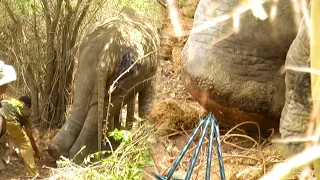 Elephant relieved from severe pain by removing the nail stuck in foot | Elephant treatment