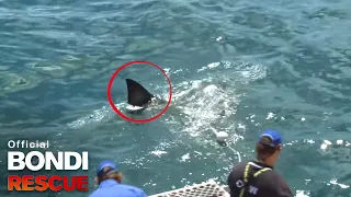 Kerrbox vs. Great White Shark | Bondi Rescue S8 E9