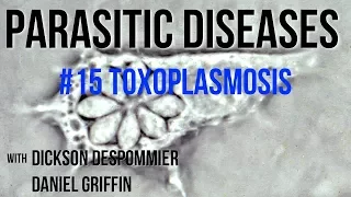 Parasitic Diseases Lectures #15: Toxoplasmosis