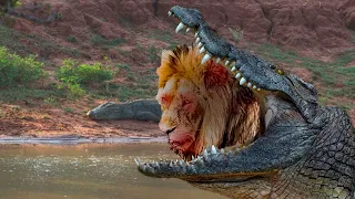 Deadly Confrontation: Lions and Crocodiles Face Each Other in a Fierce Fight for Survival