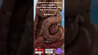 Gurita Raksasa! Tahu apa yang kamu inginkan! #octopus #shorts