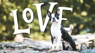 10 Things Boston Terriers ABSOLUTELY LOVE!!!