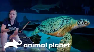 Se sumerge en un tanque para alimentar Tiburones zebras y rayas con púas | El Acuario |Animal Planet