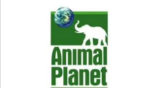 Animal Planet Station Id