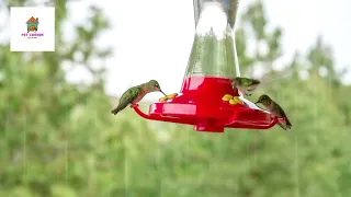 15 true facts: The hummingbirds warrior