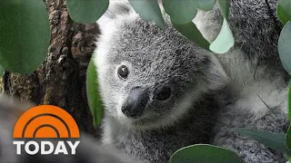 Australia's Beloved Koalas Placed On Endangered List