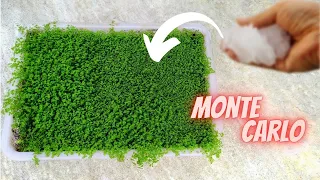 How to grow Monte Carlo Emersed step by step | Micranthemum tweediei farming | Aquatic plant farm |