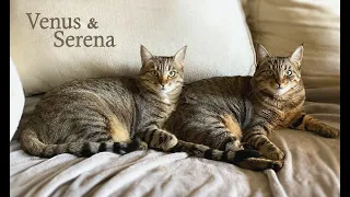 Meet SERENA and VENUS, beautiful, striped Tabby sisters!