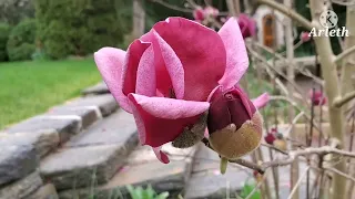 Beautiful  Magnolia Genie 🌷