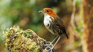 Birding in Colombia, November 2023, part 2: Jardin, Manizales, Pereira
