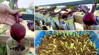 Growing Beetroot on the terrace provides family, easy for beginners