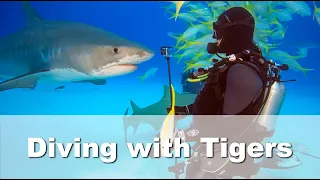 Diving with Tiger and Bull Sharks Bahamas 2022 in 4K